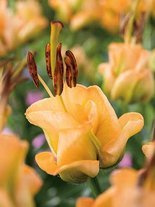 Lilie (Lilium) 'Apricot Fudge'