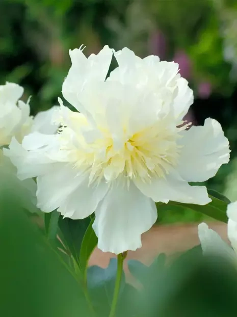 Pfingstrose (Paeonia) 'Top Brass'