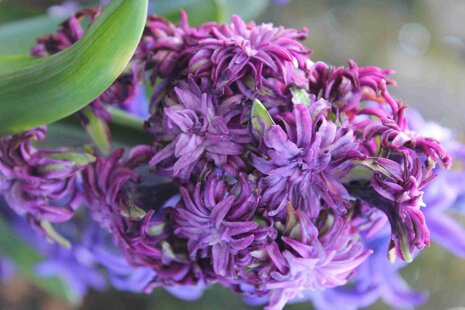 Hyazinthe ( Hyacinthus ) 'Twin Sensation' 1 St.