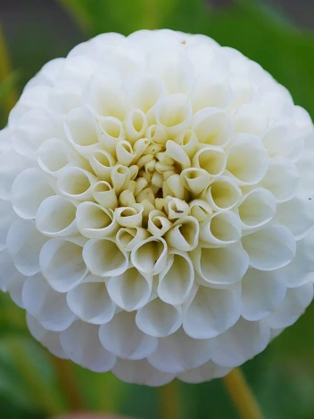 Dahlie (Dahlia) 'Snowflake'