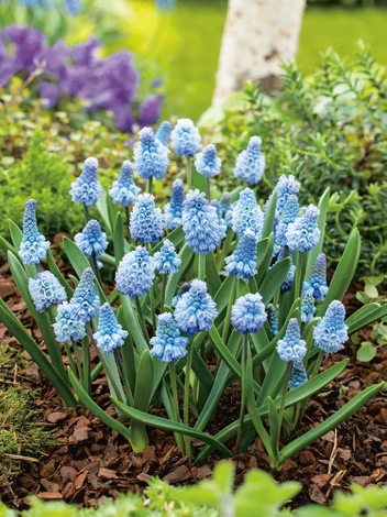 Traubenhyazinthe (Muscari) 'Azureum' 10 St.