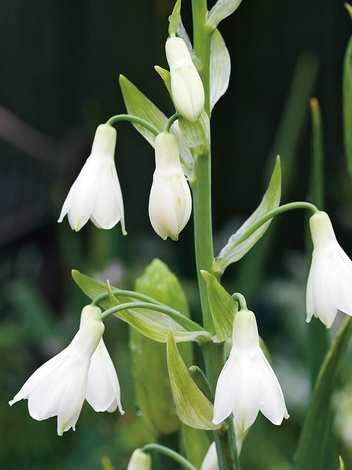 Whitish Galtonie (Galtonia candicans)