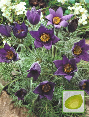 Kuhschelle (Pulsatilla) Blue