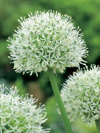 Zierlauch (Allium) 'Mount Everest' 1 St.