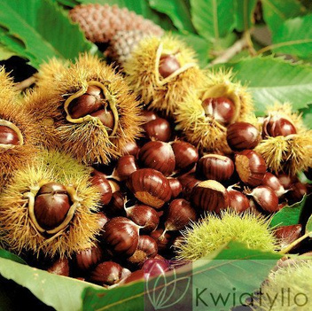 Edelkastanie (Castanea sativa) Esskastanie