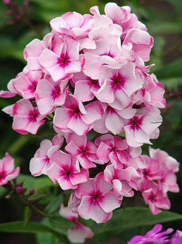 Flammenblume (Phlox paniculata) 'Neon Flare'