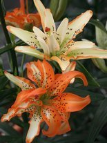 Lilia (Lilium) 'Must See'