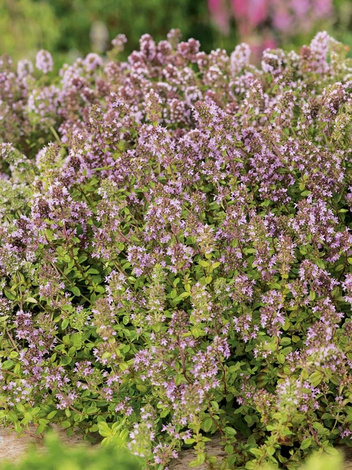  Samen Sand-Thymian (Thymus serpyllum)