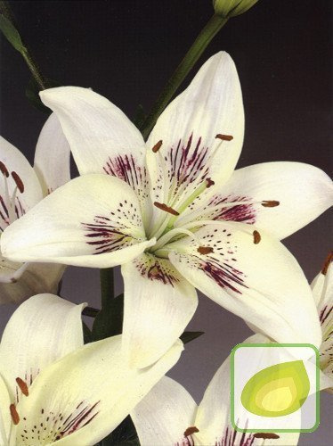 Lilie (Lilium) Centerfold