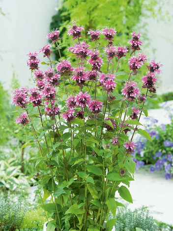 Indianernessel (Monarda) 'Beauty of Cobham'