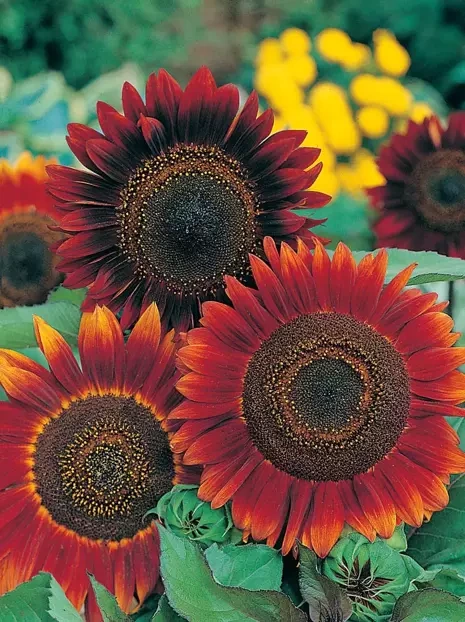 Semen Sonnenblume Evening Sun - Helianthus 2 g