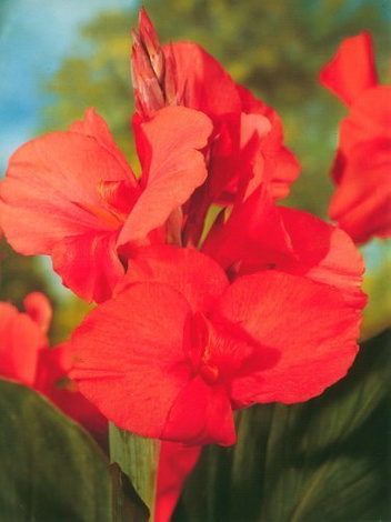 Blumenrohr billig (Canna) 'City Of Portland' 1 St.