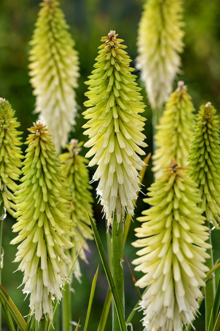 Fackelilie (Kniphofia) 'Ice Queen' 1 St.