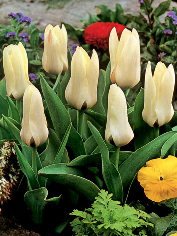 Tulpe (Tulipa) 'Colour Spectacle'