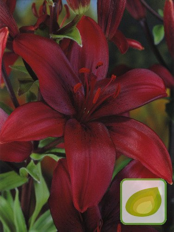 Billige Lilie (Lilium) America