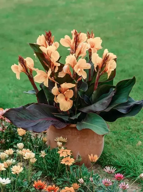 Blumenrohr (Canna) 'Angel Martin' 1 St.