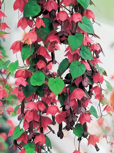 Purpurglöckchen Purple Bell Samen (Rhodochiton)