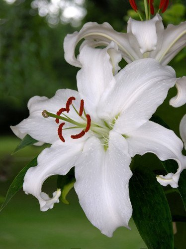 Lilie (Lilium) Casa  Blanca 1 St.