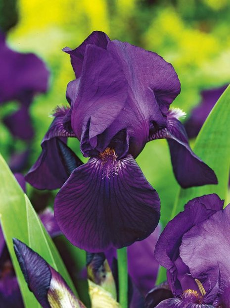 Deutsche Schwertlilie (Iris Germanica) 'Black Night'