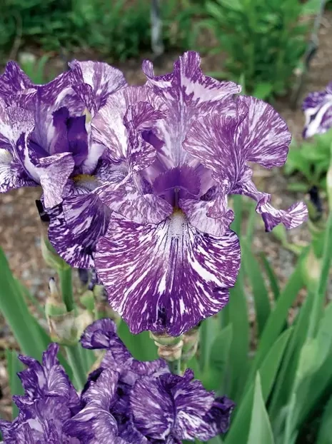 Deutsche Schwertlilie (Iris Germanica) 'Batik'