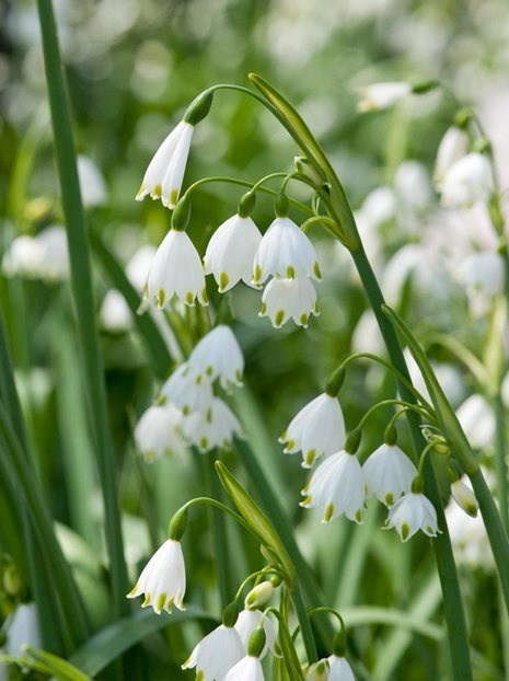 Sommerknotenblume (Leucojum aestivum)