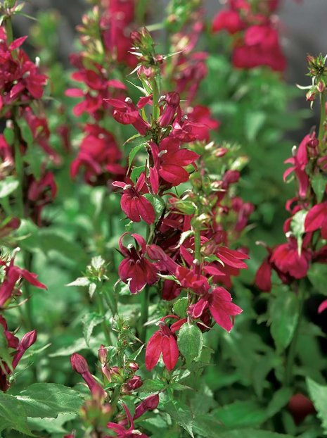 Lobelie (Lobelie cardinalis) 'Crimson Princess'