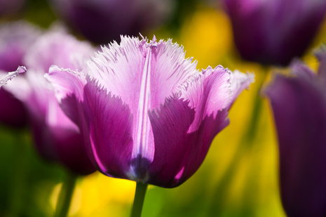 Tulpe ( Tulipa ) Louvre 5 Stk.