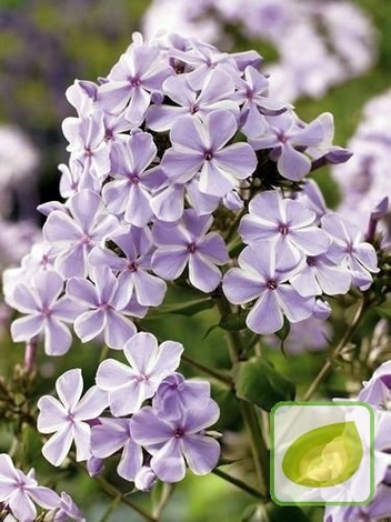 Flammenblume (Phlox) All In One