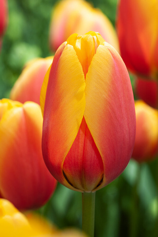 Tulpe ( Tulipa ) World Peace 5 St.