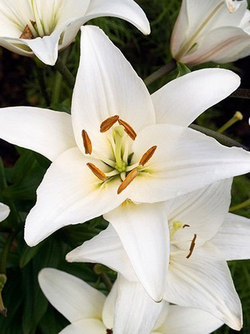 Lilie Asiatische  (Lilium) Weiße XL 1 St. 