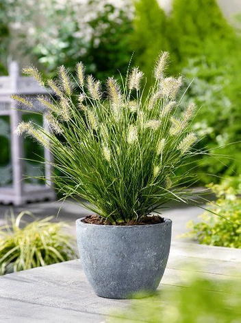 Lampenputzergras / Hameln (Pennisetum alopecuroides) 'Magic'