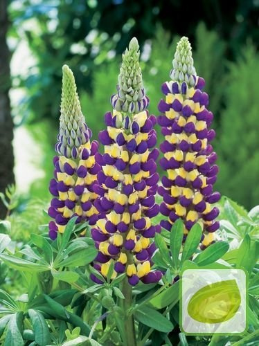 Lupine (Lupinus) Manhattan