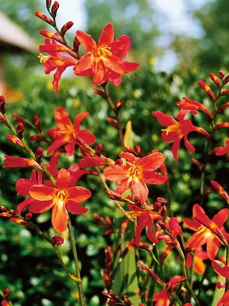 Montbretien (Crocosmia) 'Carmine Brilliant' 5 St.