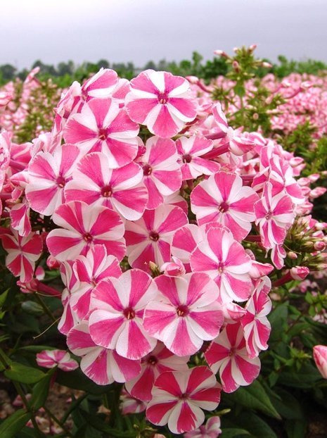 Flammenblume (Phlox paniculata) 'Peppermint Twist'