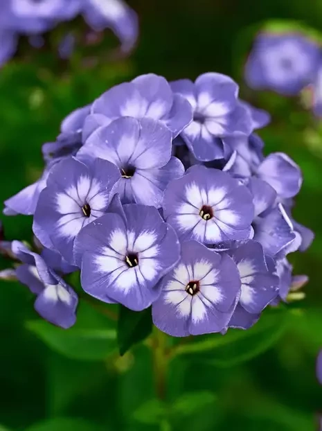 Flammenblume (Phlox paniculata) 'Blue Boy'