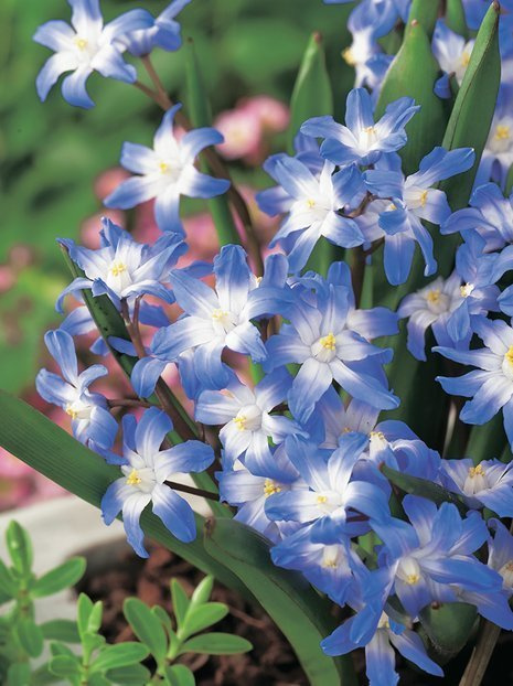 Sternhyazinthe (Chionodoxa forbesii) 'Blue Giant'