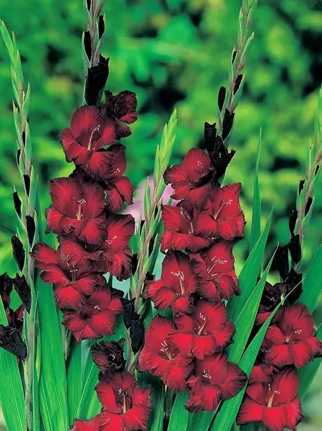 Gladiole (Gladiolus) 'Black Jack'