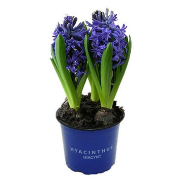 Traubenhyazinte (Muscari) 'Artist'