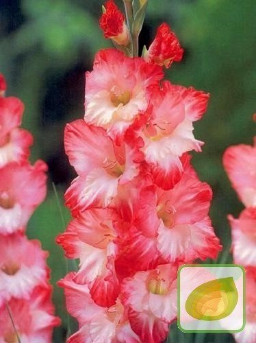 MEGAPACK Gladiole (Gladiolus) 'Pink Lady'