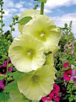 Stockrose (Alcea) Gelb 1 St.