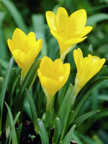 Zeitlose (Sternbergia Lutea) gelb