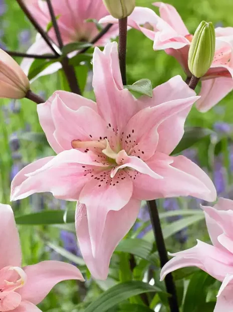 Lilie (Lilium) 'Elodie''