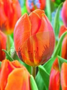 Tulpe Triumph ( Tulipa ) Hermitage 5 St.