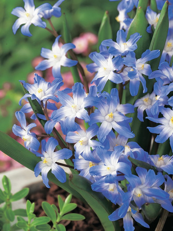 Sternhyazinthe (Chionodoxa forbesii) 'Blue Giant'