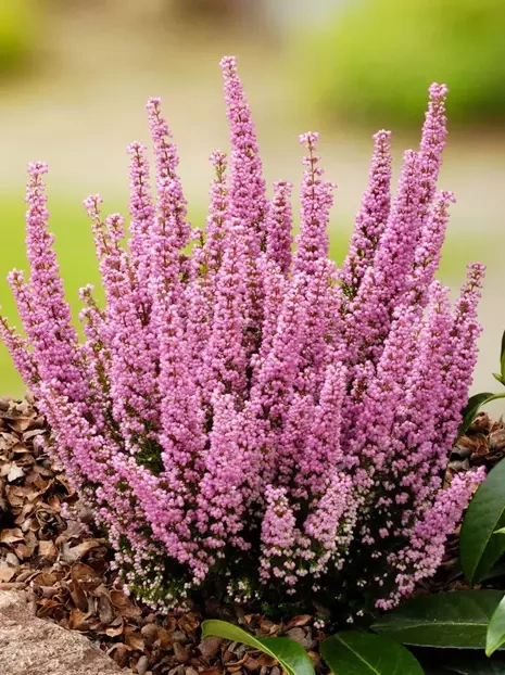 Heidekräuter (Erica carnea) 'Beauty Queen' ⌀17cm