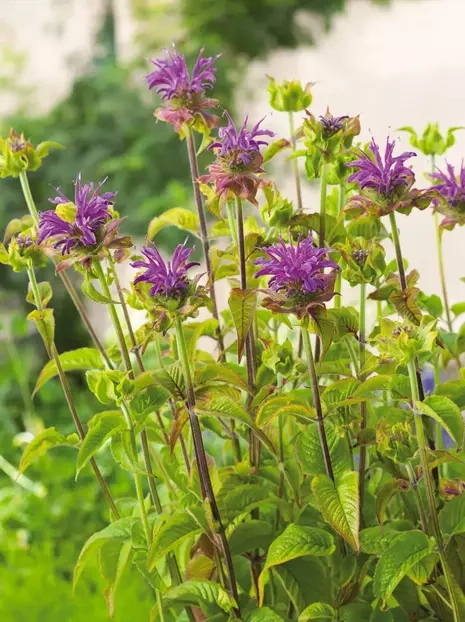 Indianernessel (Monarda) 'Prairienacht'