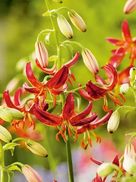 Lilie (Lilium) 'Claude Shride'