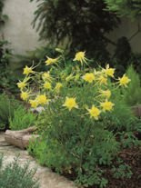 Akelei (Aquilegia) 'Yellow Queen'