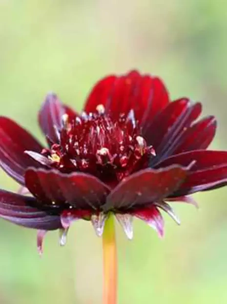 Kosmee Atrosanguineus (Cosmos atrosanguineus) 1 St.