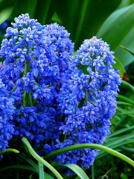 Federhyazinthe (Muscari) 'Blue Spike'